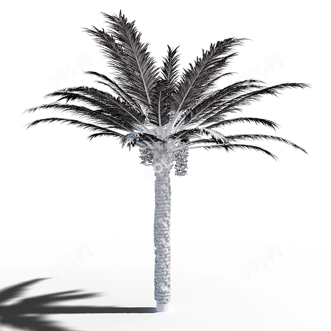 Tropical Paradise: 18x18m Palm Tree 3D model image 4