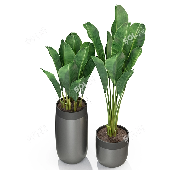 Tropical Oasis: Plants Collection 3D model image 1