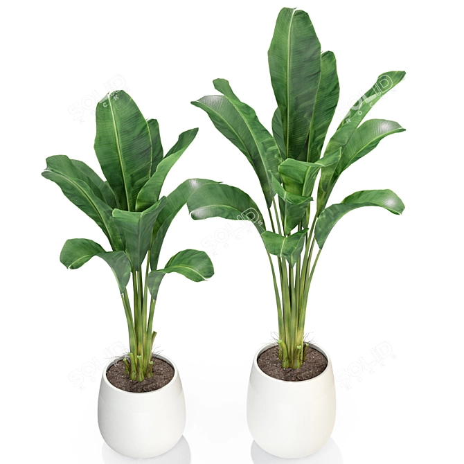 Exquisite Plants Collection 310 3D model image 2