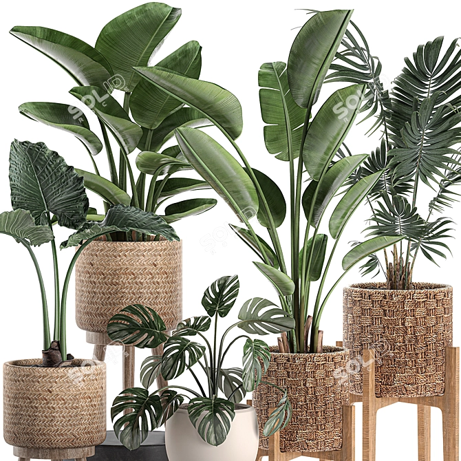 Tropical Plant Basket Collection 3D model image 2