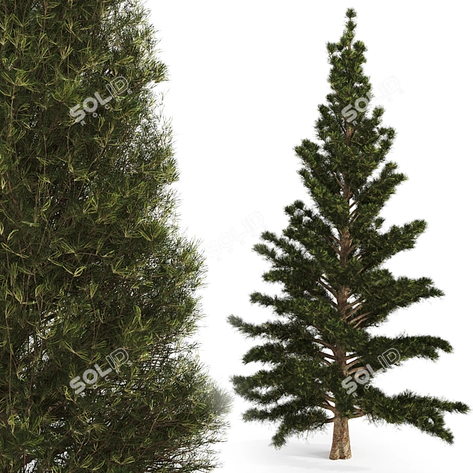 Premium Duo Pines 3D model image 3