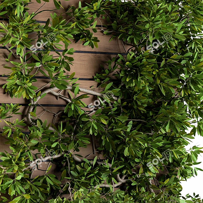 Lush Ivy Plants for Stylish Plant Boxes 3D model image 3