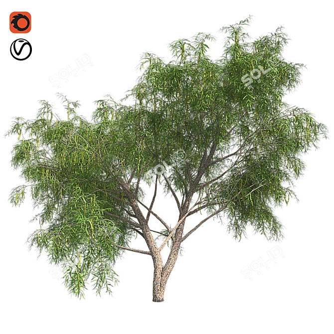 Optimized Honey Mesquite Tree  3D model image 1