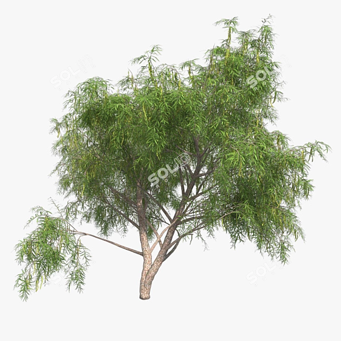 Optimized Honey Mesquite Tree  3D model image 2