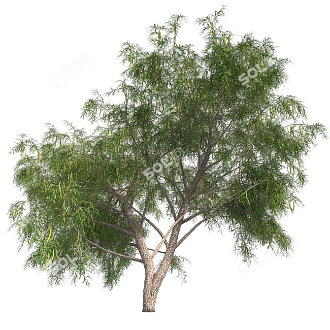 Optimized Honey Mesquite Tree  3D model image 3