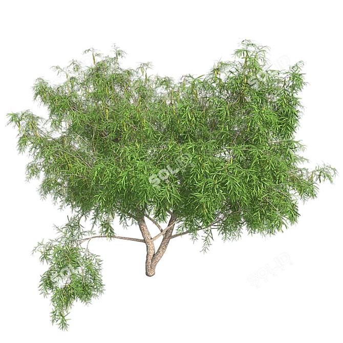 Optimized Honey Mesquite Tree  3D model image 4