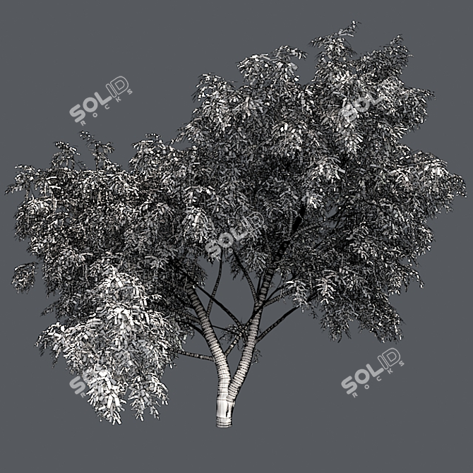 Optimized Honey Mesquite Tree  3D model image 5