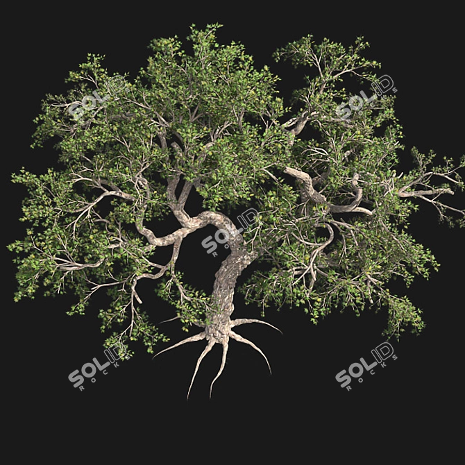 Japanese Maple Tree: Premium Quality 3D model image 2