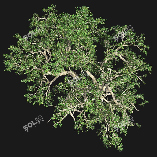 Japanese Maple Tree: Premium Quality 3D model image 4