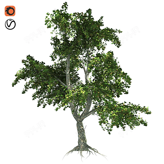 Zen Garden Katsura Tree 3D model image 1