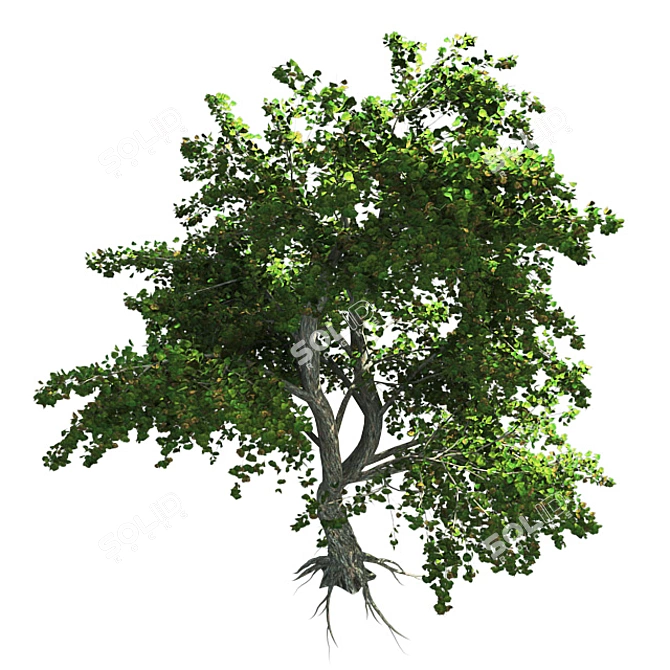Zen Garden Katsura Tree 3D model image 2