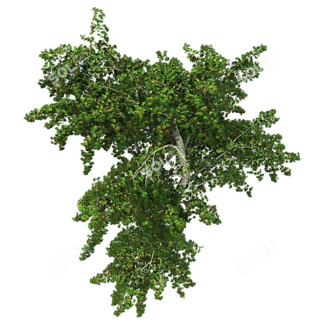 Zen Garden Katsura Tree 3D model image 4