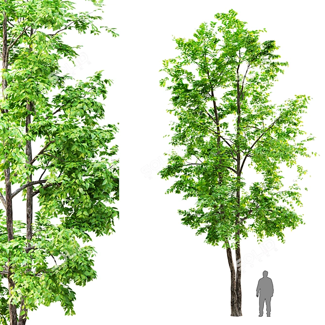  Majestic Elm Tree: 12m Height 3D model image 1