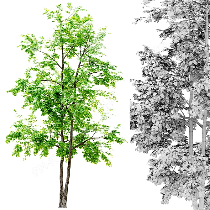  Majestic Elm Tree: 12m Height 3D model image 2