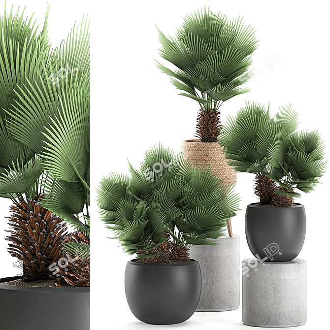 Tropical Palm Collection: Exotic & Decorative Indoor Plants 3D model image 1