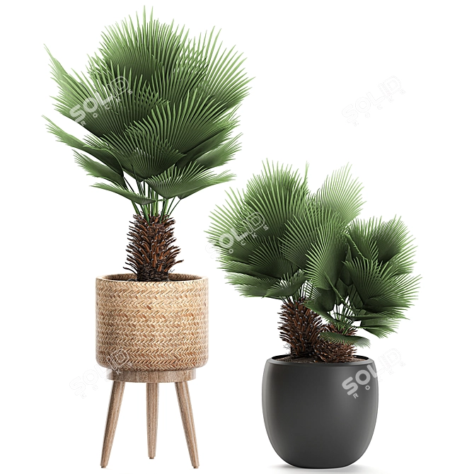 Tropical Palm Collection: Exotic & Decorative Indoor Plants 3D model image 4