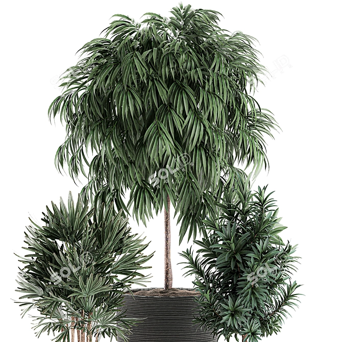 Exotic Plant Collection: Rhapis, Ficus, Nerium 3D model image 3