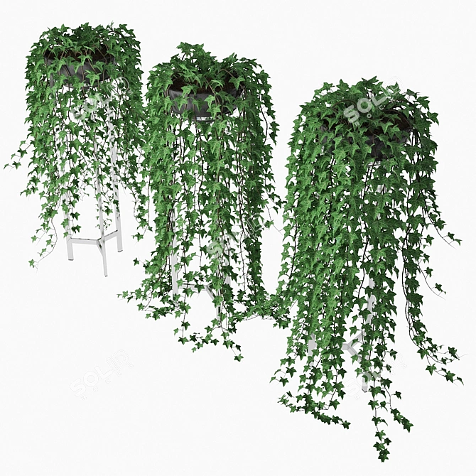 Lush Ivy Trio in Ceramic Pot 3D model image 3