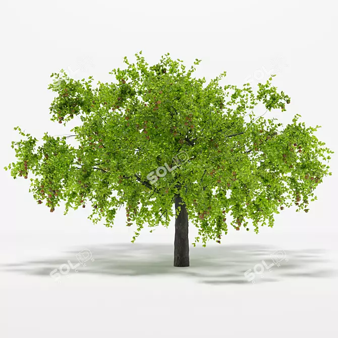 Vintage Apple Tree 5S: 2014 3D Model 3D model image 2