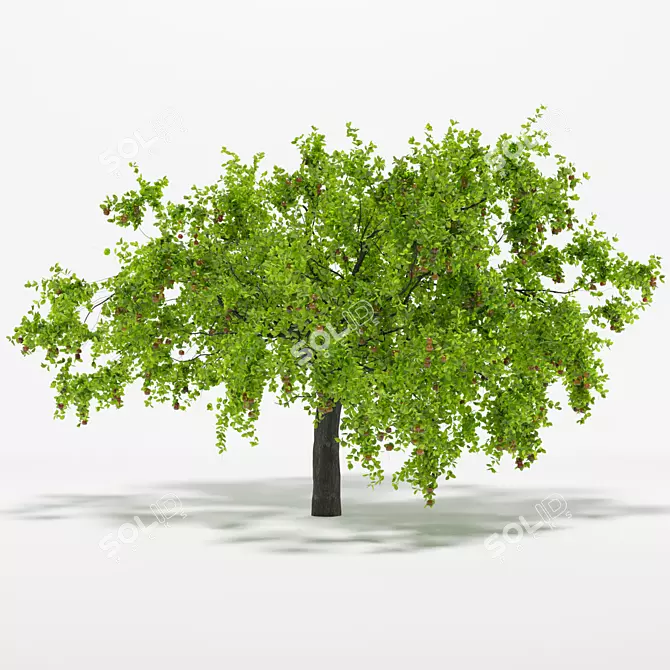 Vintage Apple Tree 5S: 2014 3D Model 3D model image 3