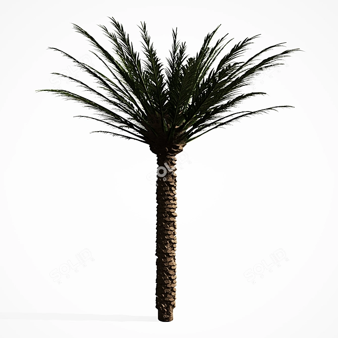 Tropical Palm Tree 5S 3D model image 3