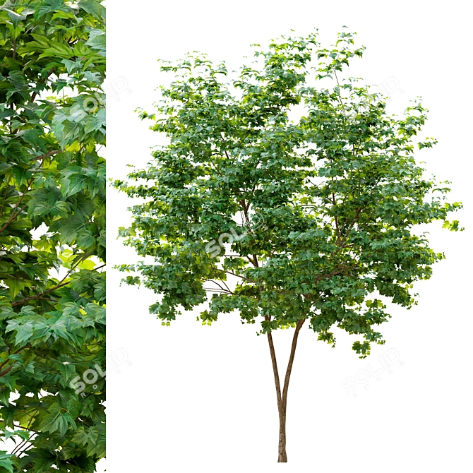  Majestic Maple Tree 3D model image 1