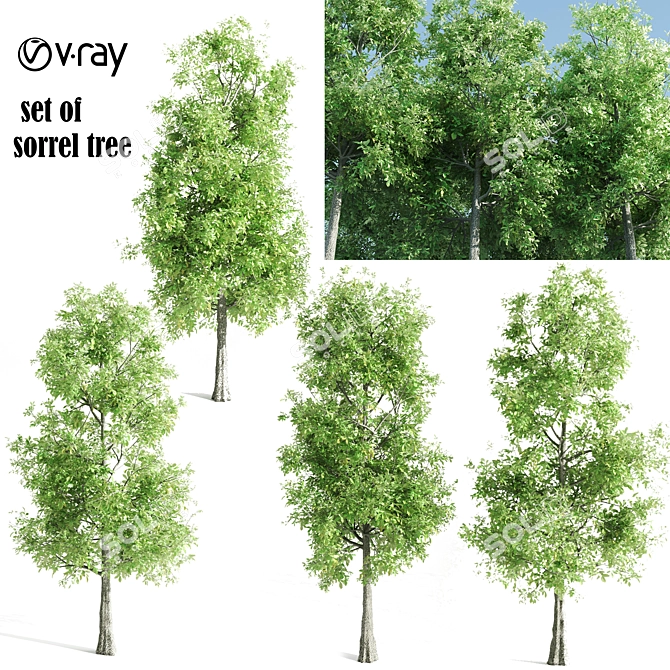 4 Sorrel Trees: Vibrant and Hardy Set! 3D model image 1