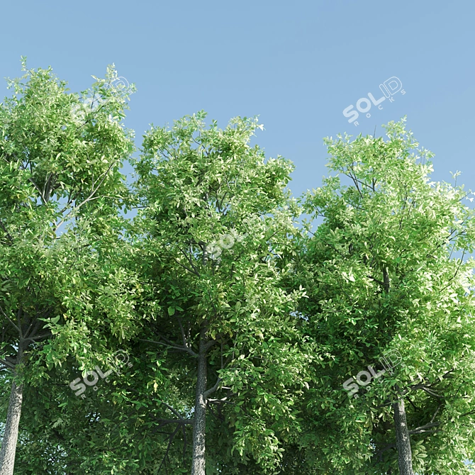 4 Sorrel Trees: Vibrant and Hardy Set! 3D model image 2
