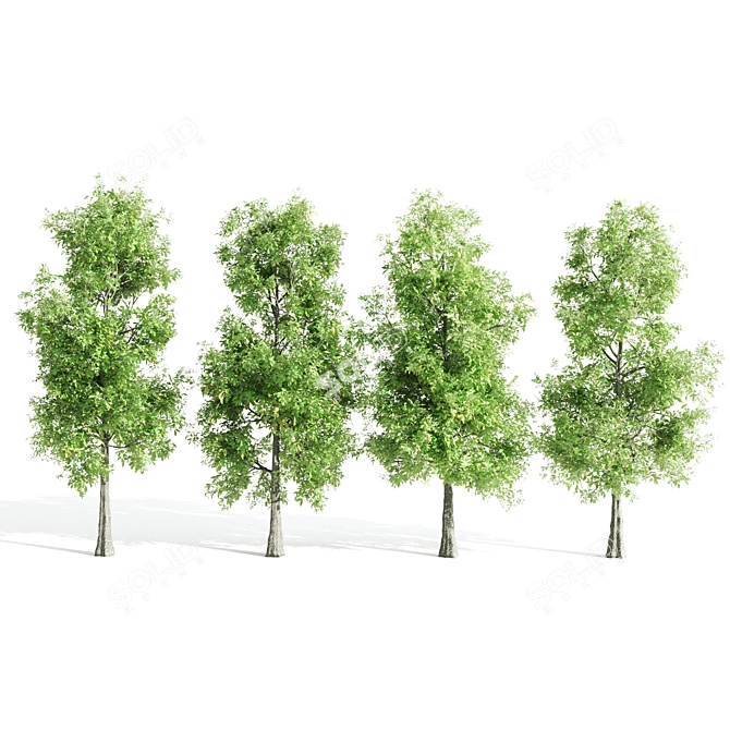 4 Sorrel Trees: Vibrant and Hardy Set! 3D model image 3