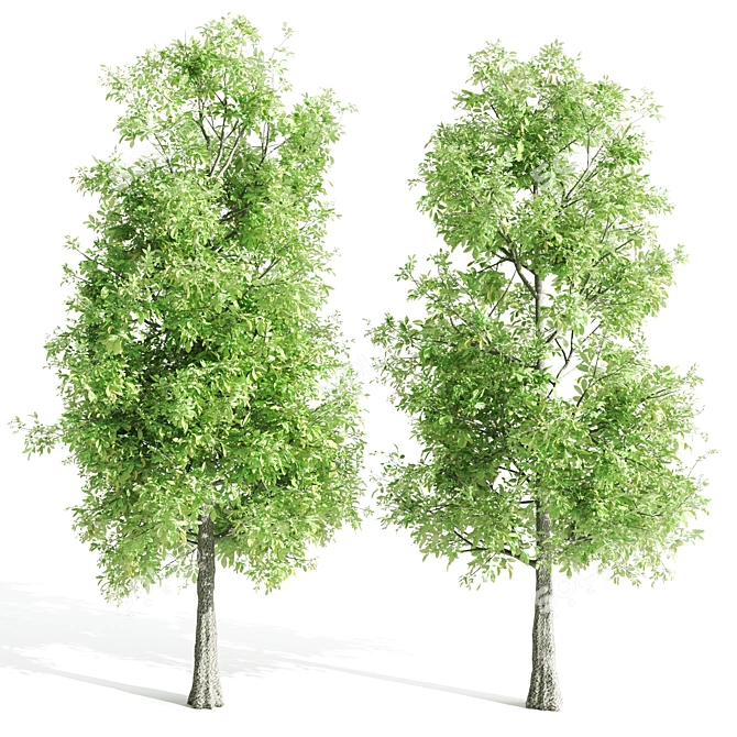 4 Sorrel Trees: Vibrant and Hardy Set! 3D model image 4