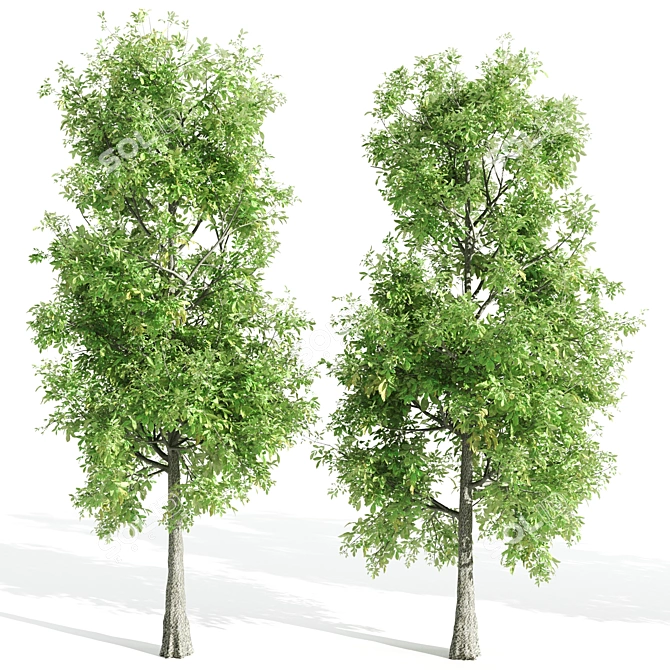 4 Sorrel Trees: Vibrant and Hardy Set! 3D model image 5