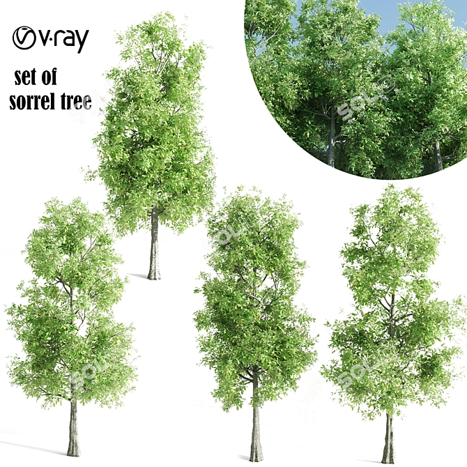 4 Sorrel Trees: Vibrant and Hardy Set! 3D model image 6