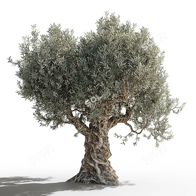 Gorgeous Olive Tree for Your Space 3D model image 4