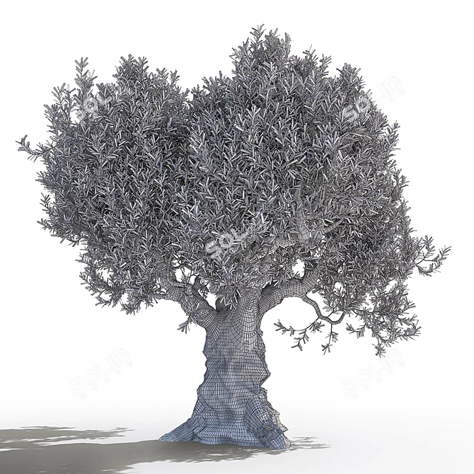 Gorgeous Olive Tree for Your Space 3D model image 5