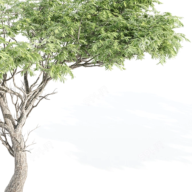 Dual Acacia Scene 3D model image 3