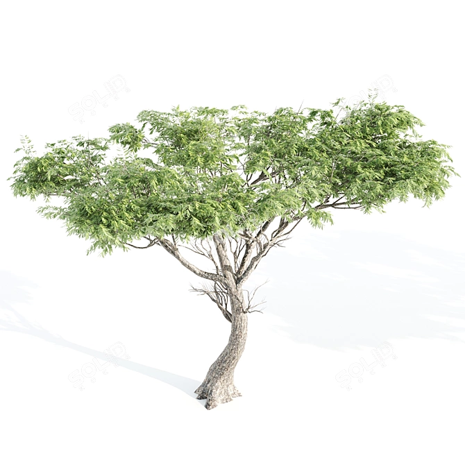 Dual Acacia Scene 3D model image 5