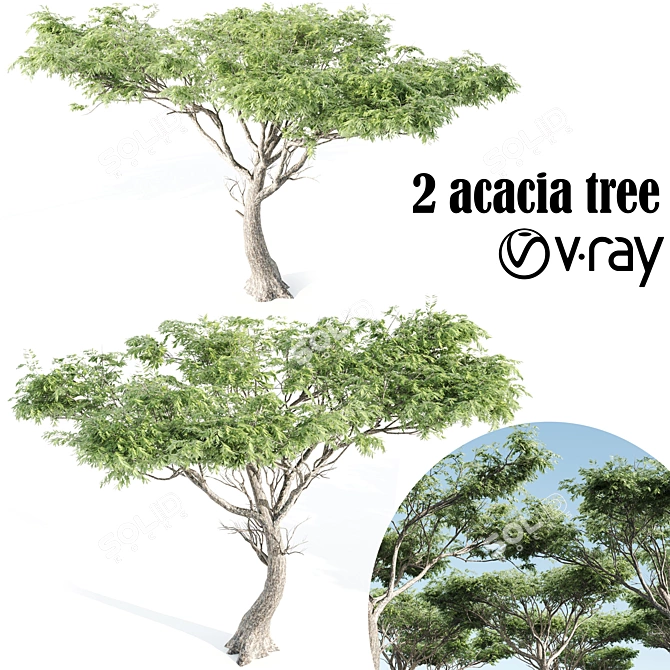 Dual Acacia Scene 3D model image 6