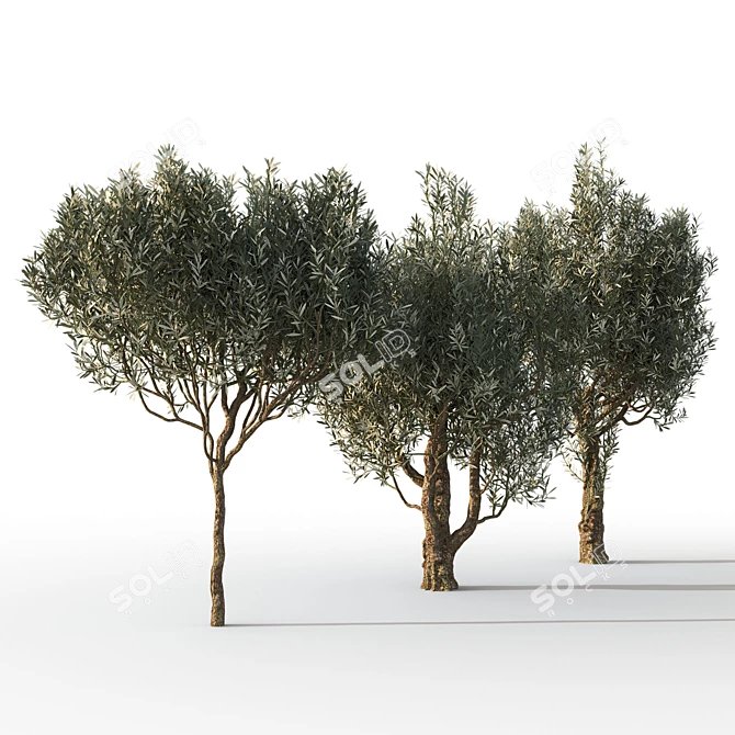 Mediterranean Trio: Three Majestic Olive Trees 3D model image 3