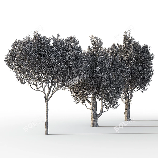 Mediterranean Trio: Three Majestic Olive Trees 3D model image 4