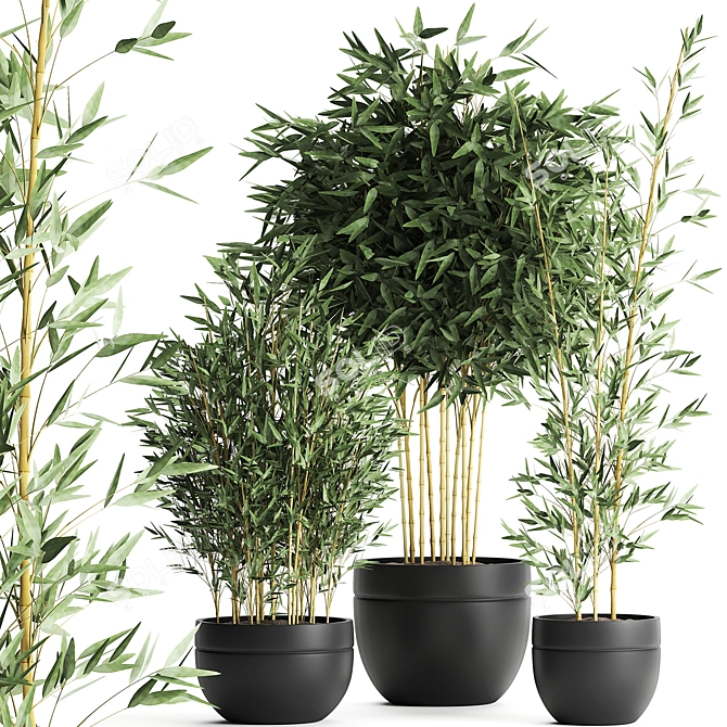 Exotic Black Bamboo in Vase | Indoor Tropical Plant Collection 3D model image 1