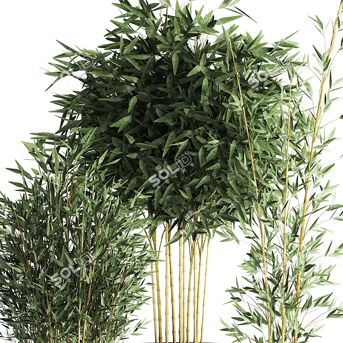 Exotic Black Bamboo in Vase | Indoor Tropical Plant Collection 3D model image 4