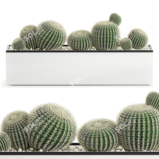 Exotic Cactus Collection in White Pots 3D model image 1