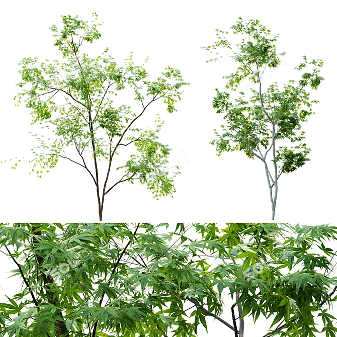 Lush Twin Saplings - 3D Tree Models 3D model image 5