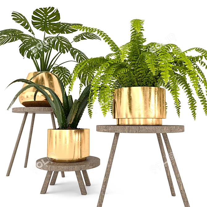 Corona Plant Set - 3D Render 3D model image 3