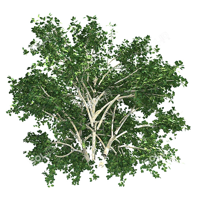 Kousa Dogwood: Perfect Condition, High-Quality 3D model image 5