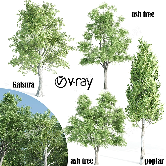 Vray Tree Set - 4 Scenic Trees 3D model image 1