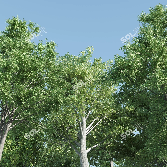 Vray Tree Set - 4 Scenic Trees 3D model image 2