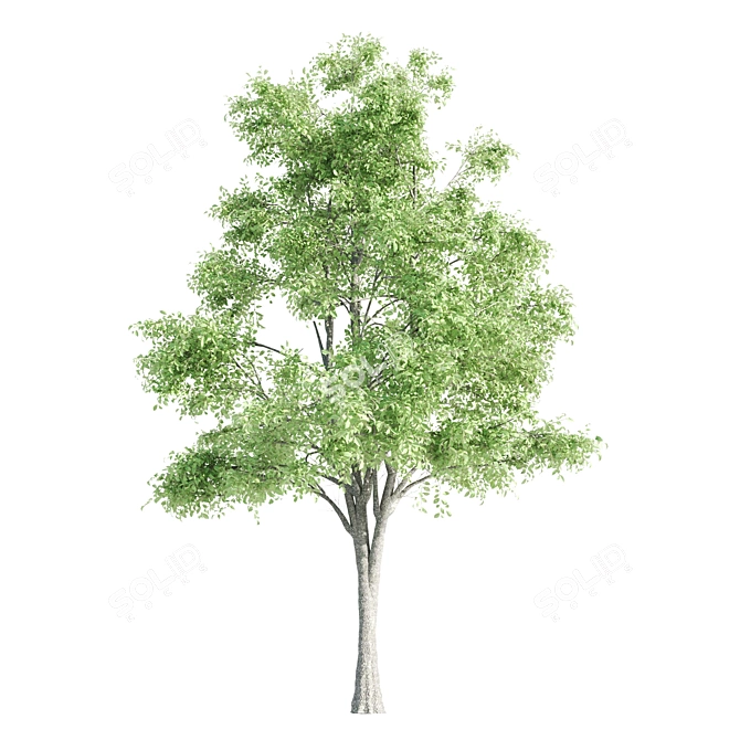 Vray Tree Set - 4 Scenic Trees 3D model image 3