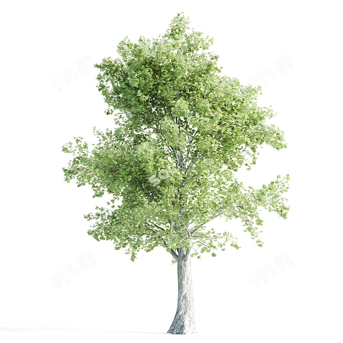 Vray Tree Set - 4 Scenic Trees 3D model image 4