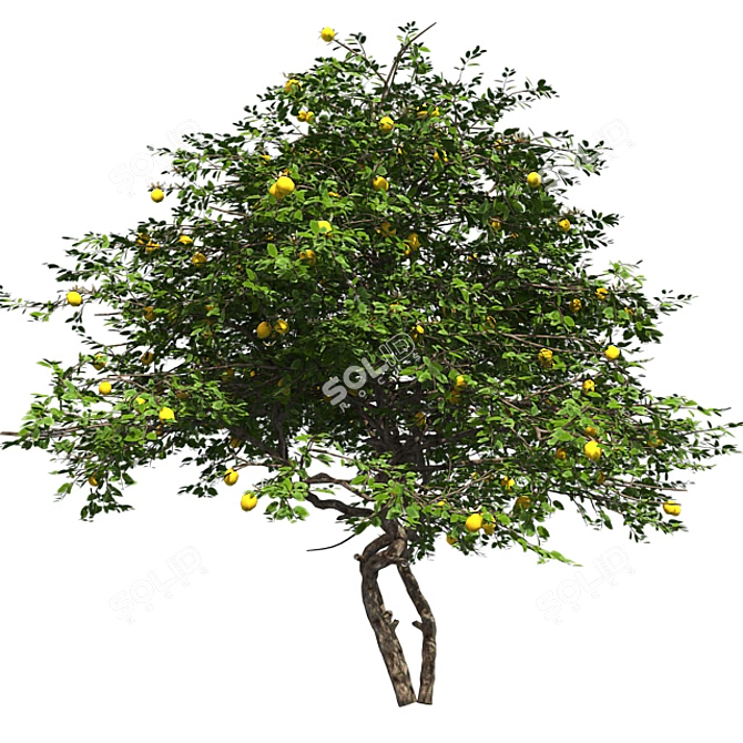 Fruitful Lemon Tree 3D model image 2